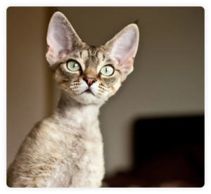 devon rex breeders