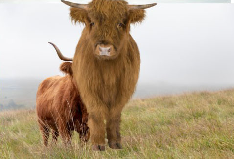 Miniature Highland cattle