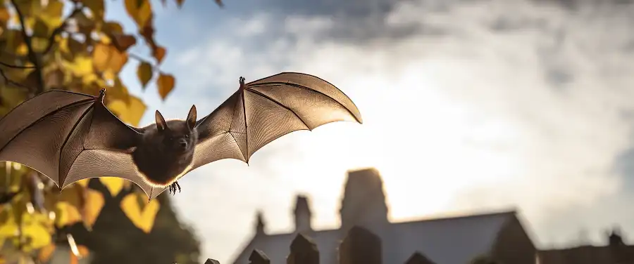 Bat removal