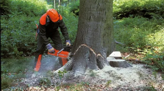 Stump Removal: Everything You Need to Know