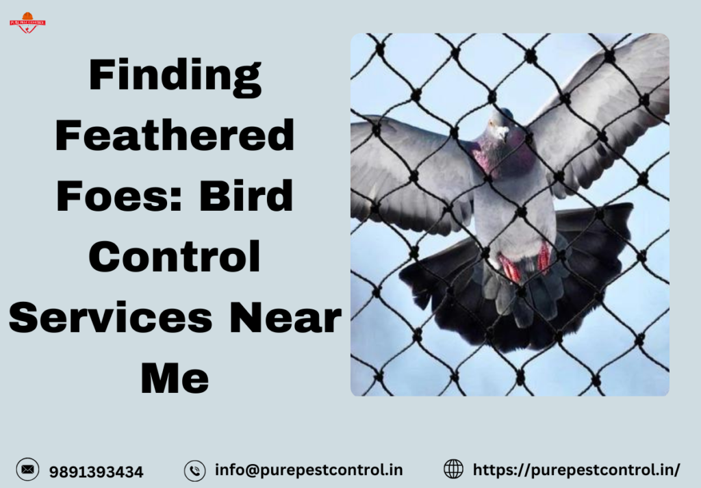 Finding Feathered Foes Bird Control Services Near Me