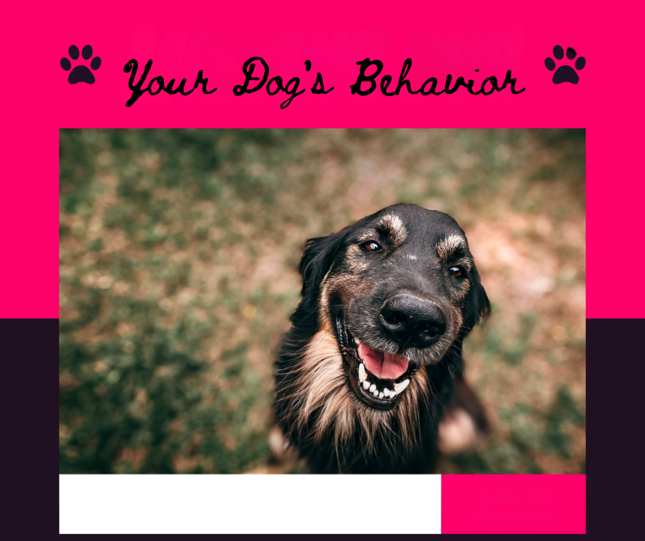 Your dog's behavior