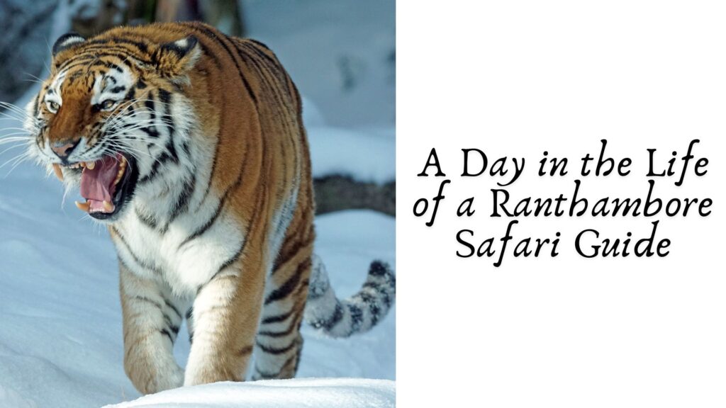 A Day in the Life of a Ranthambore Safari Guide