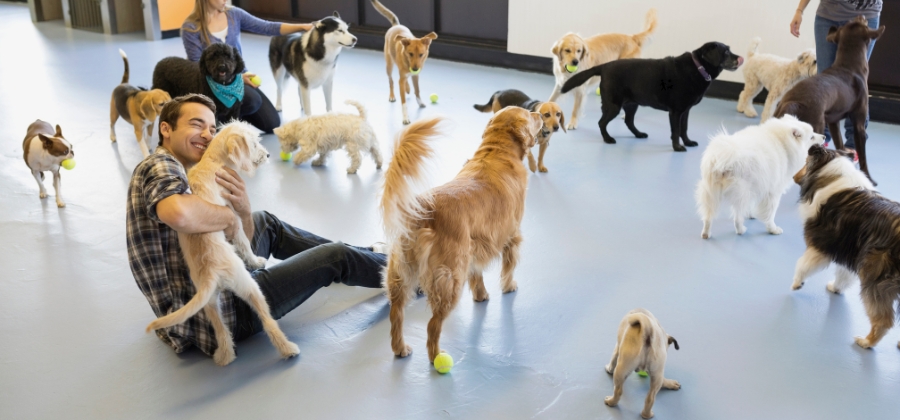 How to Select the Best Doggy Daycare: Questions to Think About
