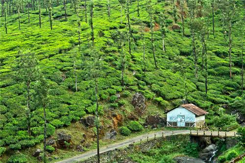 Why Kerala is the Perfect Destination for Solo Travelers