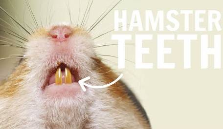 hamster teeth length
