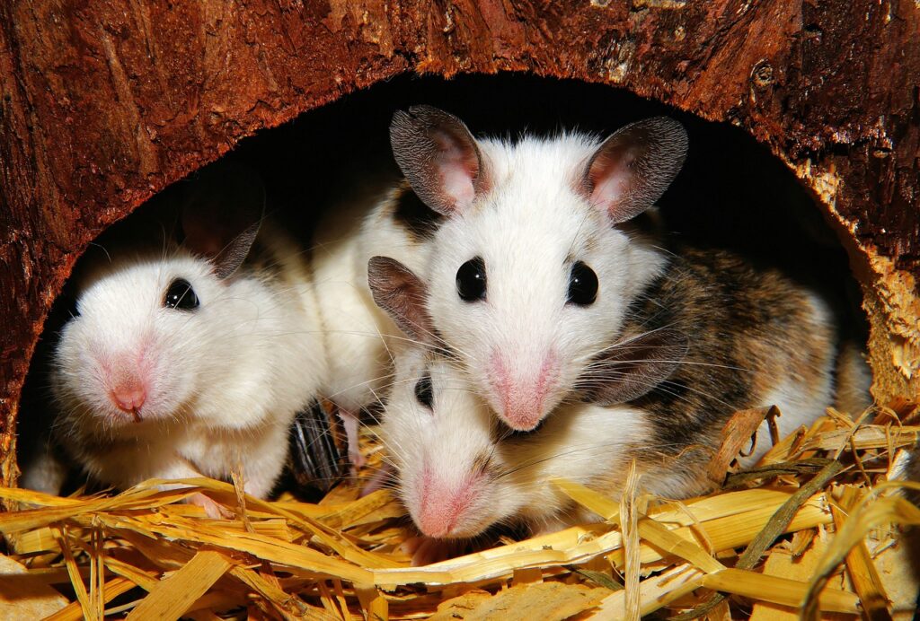 mice and rodent control