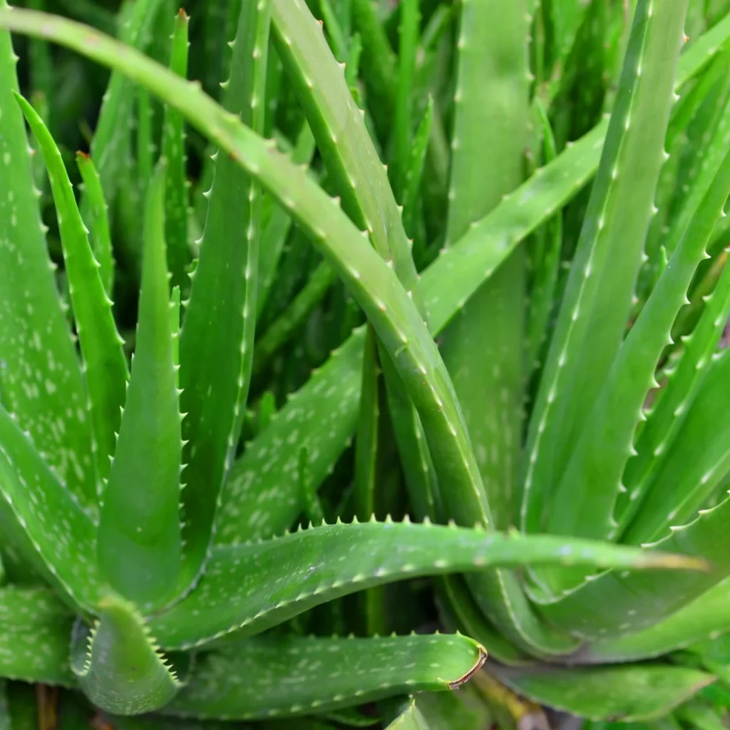 6 Benefits of Aloe Vera in Your Life