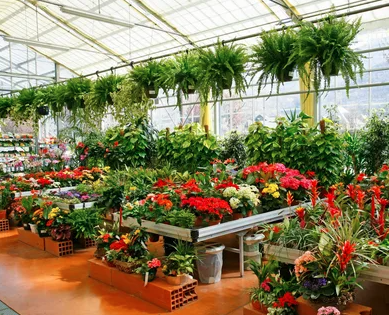 indoor Plants