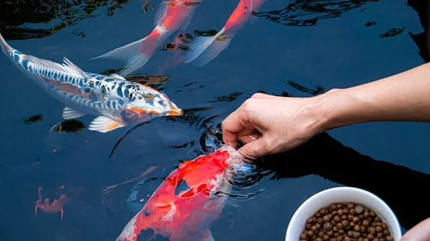 Feeding Pond Fish What, When, and How Much