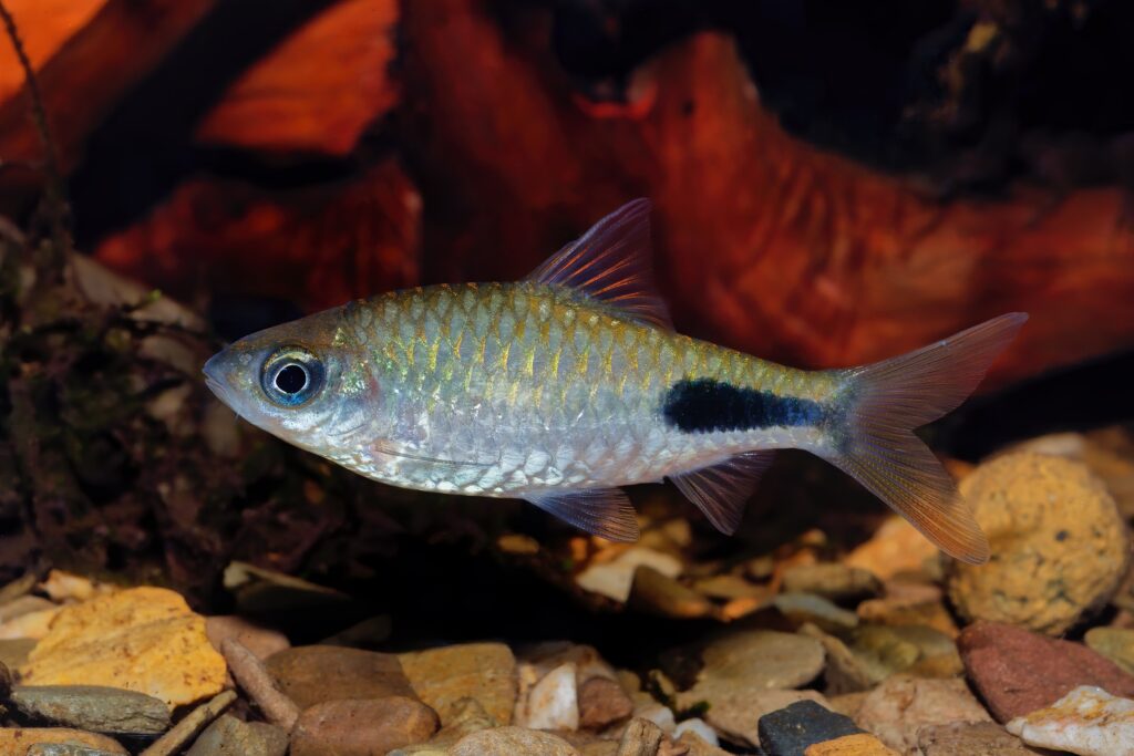 Neon Tetra 3cm