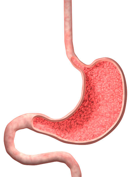 Gastric Plication in Abu Dhabi