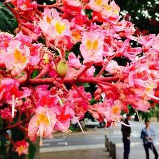 Funeral flower south west London