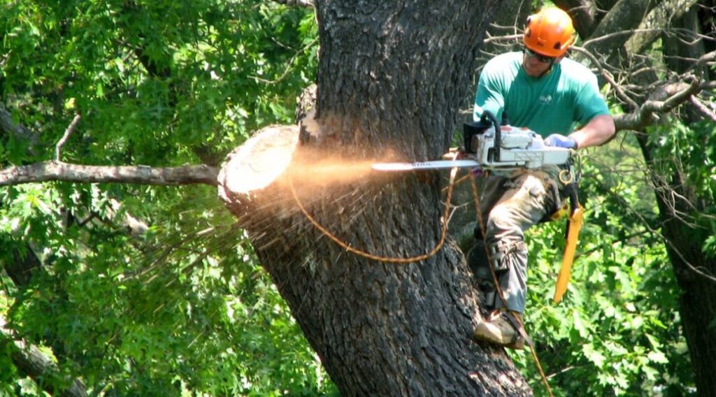 tree topping