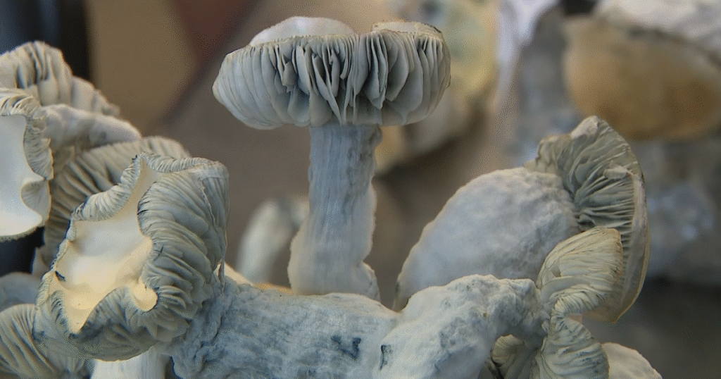 Jack Frost mushrooms