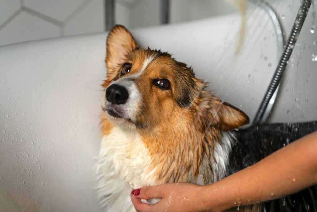 pet friendly spa resorts ontario