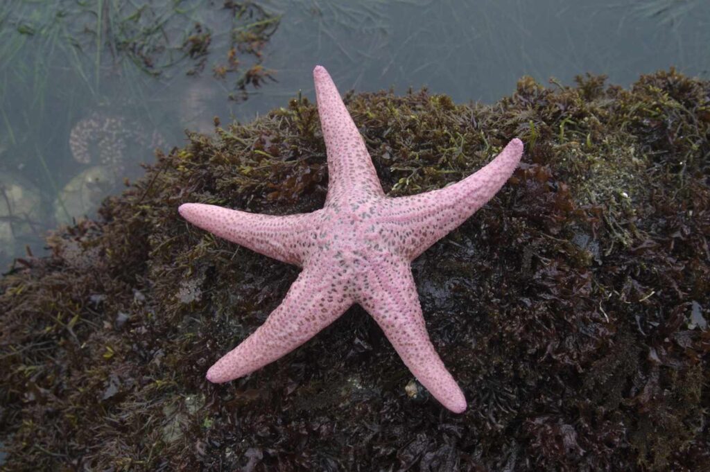 Starfish for Sale Near Me