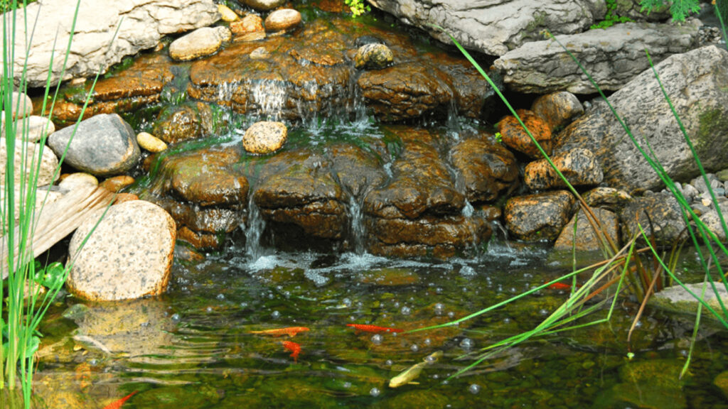 Eco-Friendly Pond Care Sustainable Tips for a Naturally Healthy Ecosystem