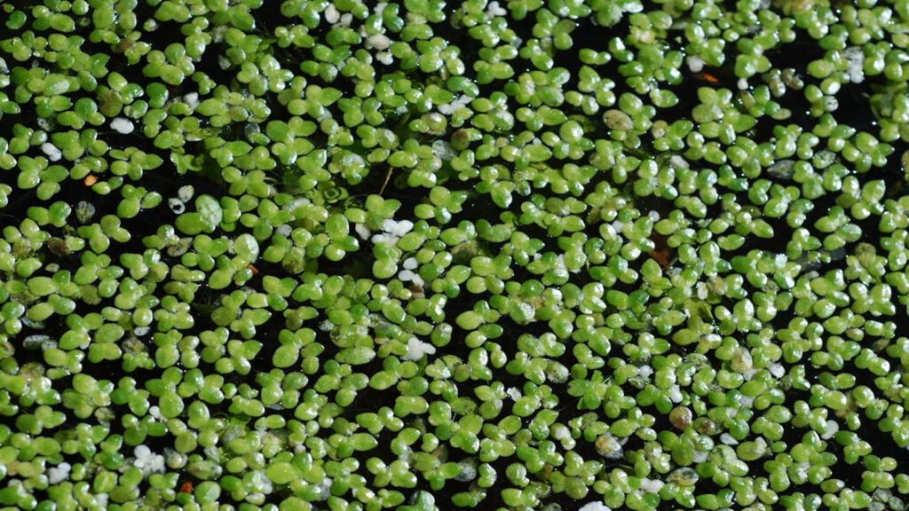 Duckweed Control: How to Eliminate Duckweed and Keep Your Pond Clear