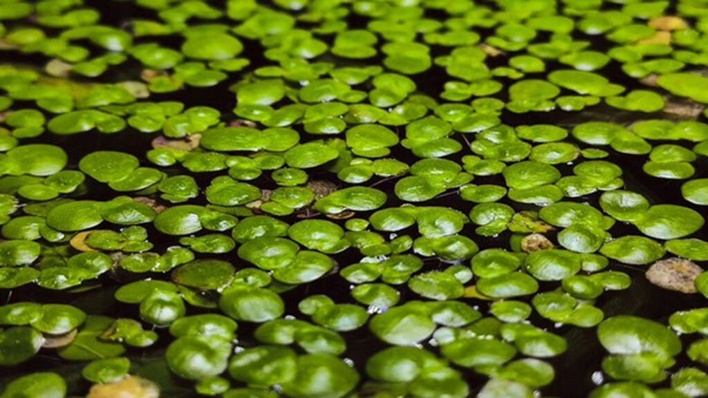 What Is Duckweed and Why Pond Owners Need Duckweed Control