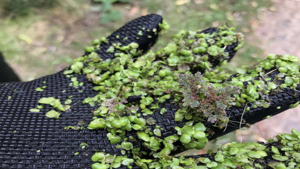 Is Duckweed Always Bad?