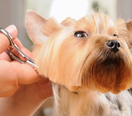 Mobile pet groomer