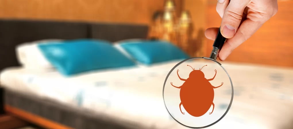 Bed Bug Control Abbotsford