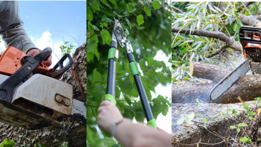 Springfield Tree Removal Pros Provides Professional Tree Removal Services in Springfield, Missouri