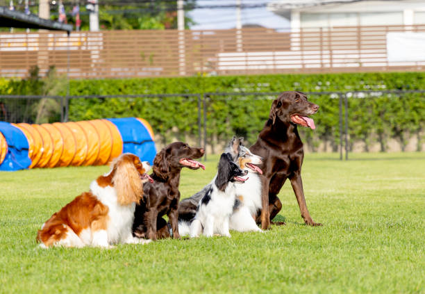 Group Dog Training Classes