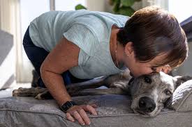 euthanasia for cats