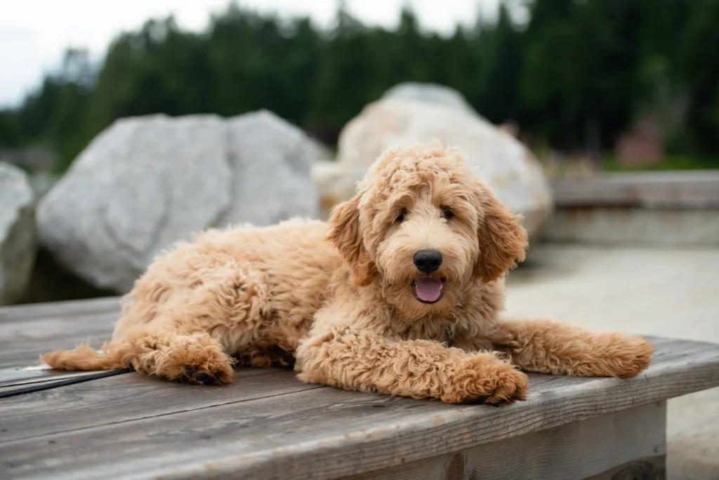 Best Goldendoodle Breeder