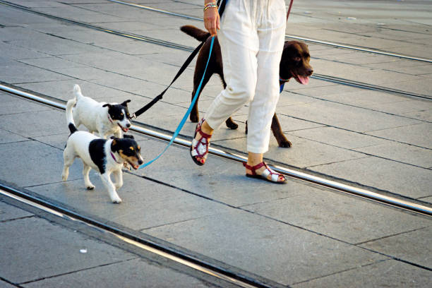 Dog Walking Prices