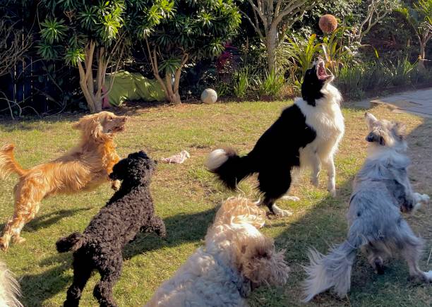 Doggy Day Care in London