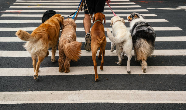 Professional Dog Walking