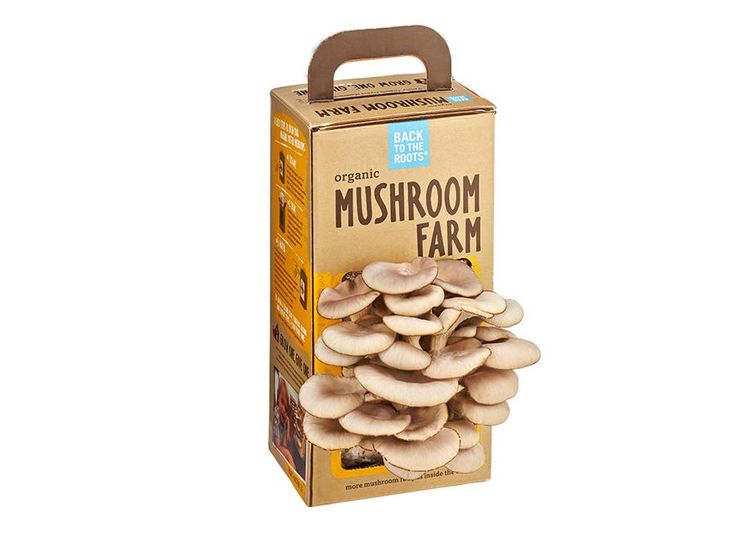 Custom mushroom shipping boxes