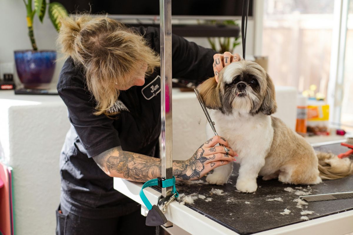 Why Regular Dog Grooming Is Important for Your Pet