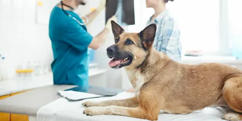 Orthopaedic