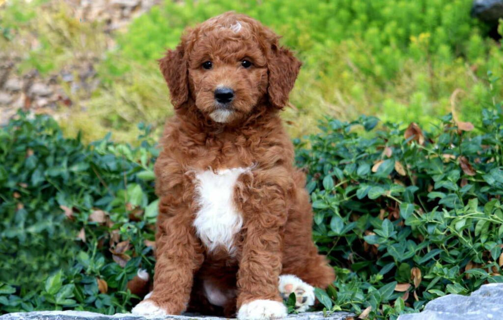 Standard goldendoodle puppies for sale in oklahoma