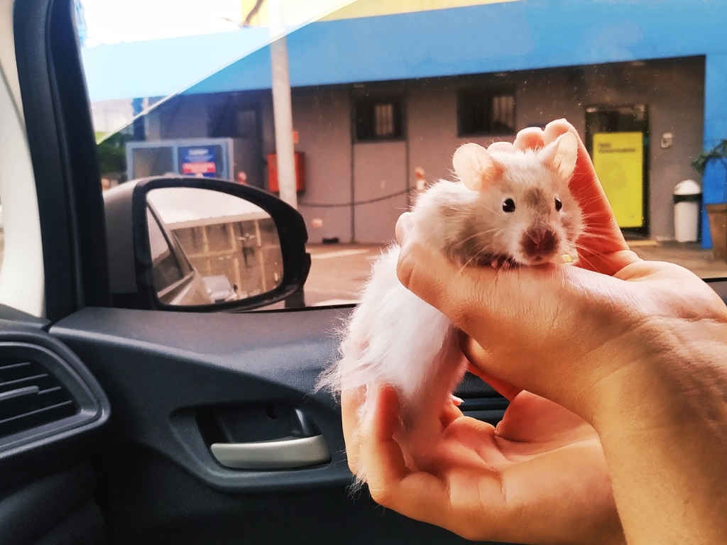 Rodent Nest Removal and Prevention